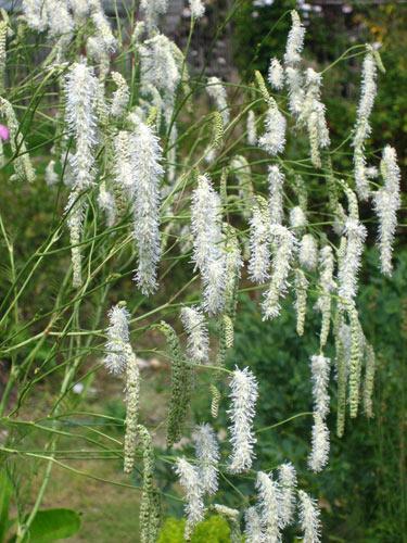 Sanguisorba Tenuifolia Alba (3019)